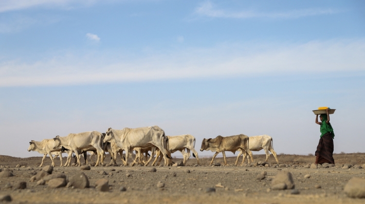 A herder walks across an open field.