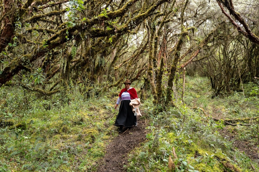 A woman walks through a forests of tangled trees.