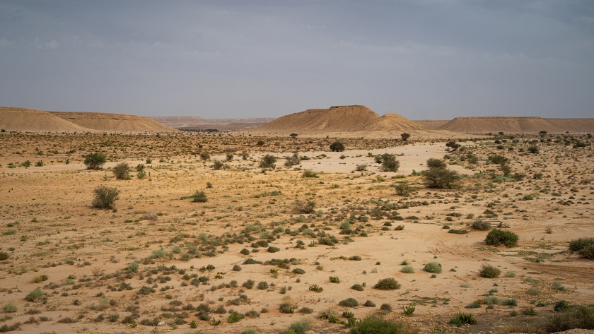 Shrubs dotting Thadiq National Park in central Saudi Arabia as part of afforestation efforts