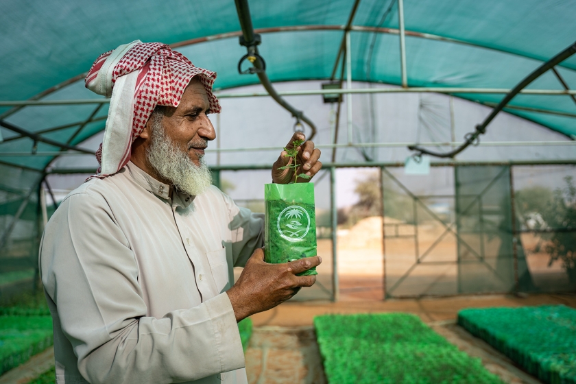 Man tends to saplings at a tree nursery