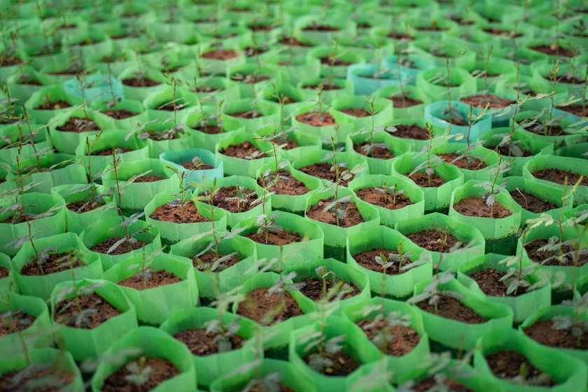 Saplings growing in a tree nursery at Thadiq National Park in central Saudi Arabia, where desert regreening efforts have involved planting 250,000 trees