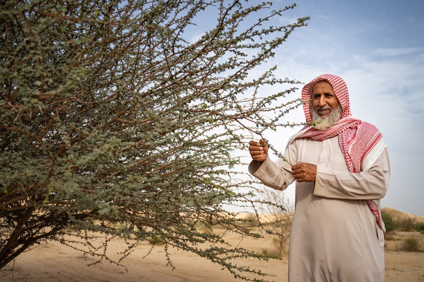 Man surveys shrubs planted as part of desert regreening efforts