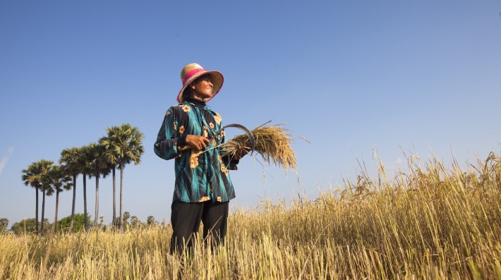 A worker harvesting rice in Cambodia