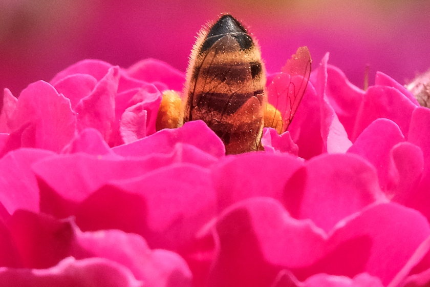 A bee in a flower