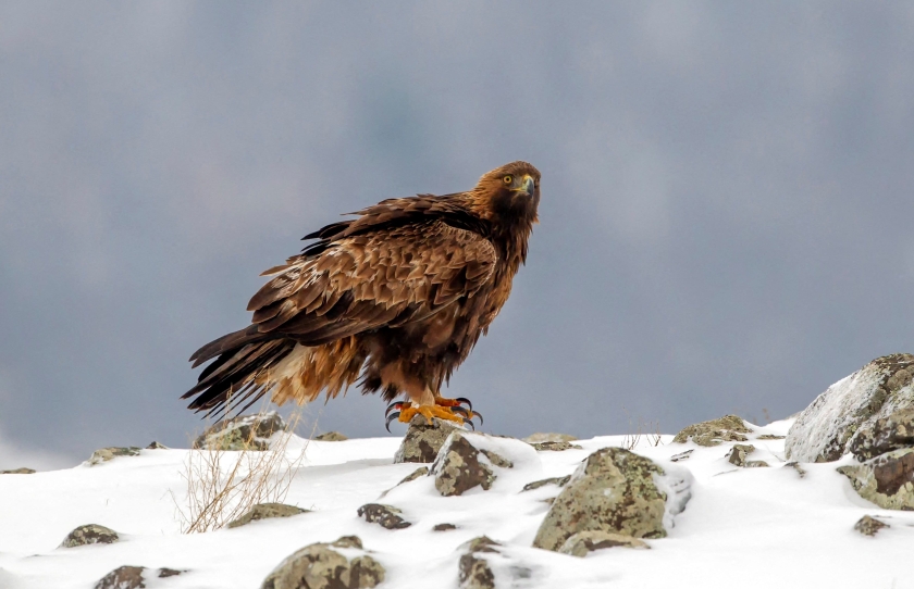 A close up view of an eagle.