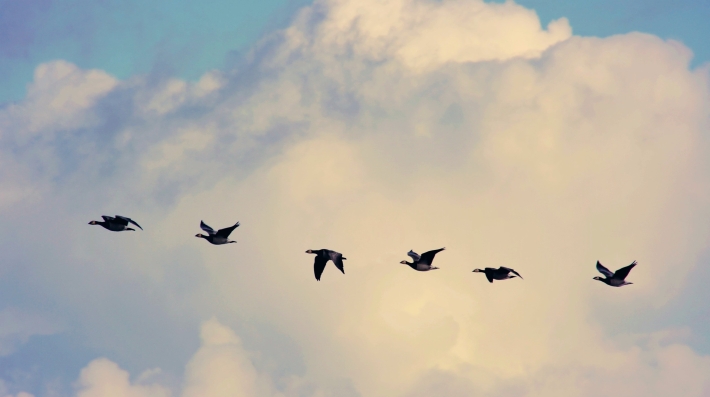 Aves migratórias voando