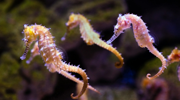 A travelling group of seahorses