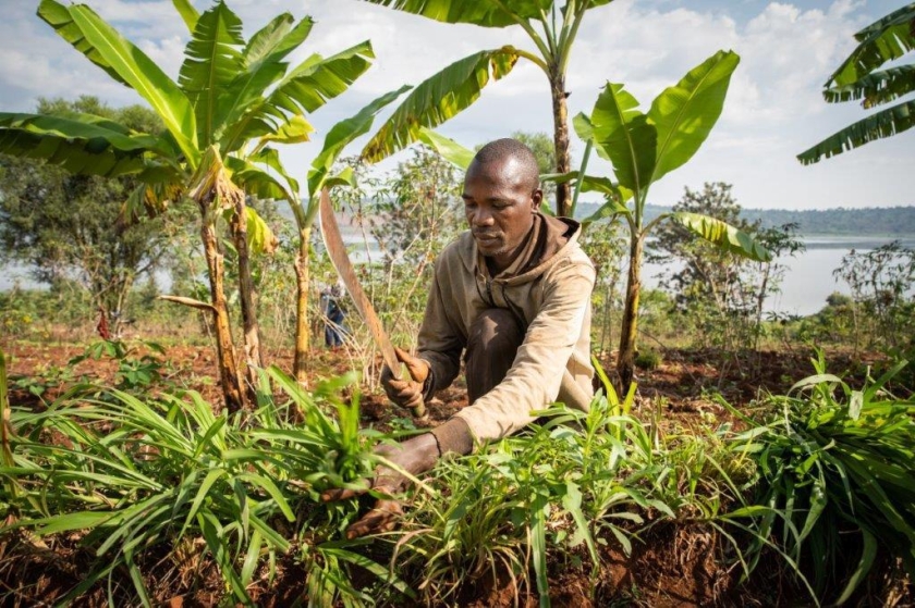 A man cuts crops with a machete