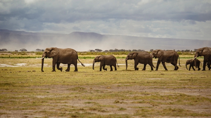 Elephants on a field.