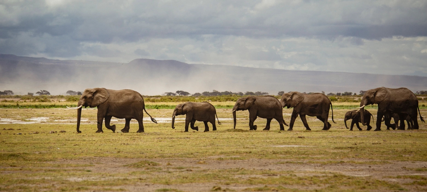 Elephants on a field.