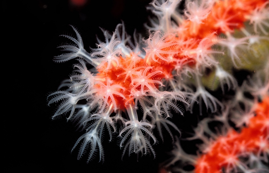 At the heart of each individual coral, like these in southern France, is a polyp, a clear, tube-shaped animal with a ring of tentacles that it uses to catch prey. Credit: Hemis, via APF/Antoni Georges