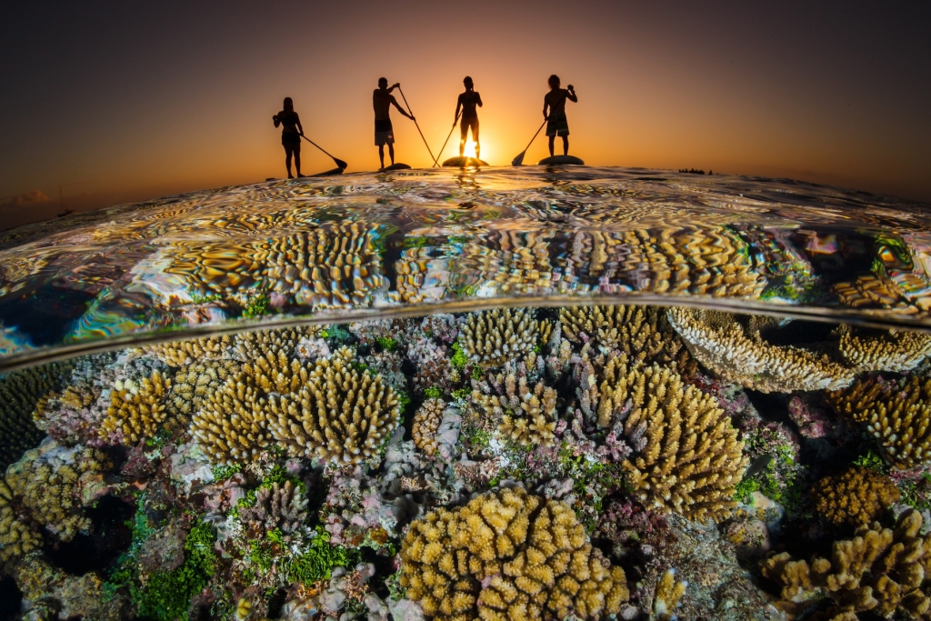 When water temperatures rise, corals become stressed and bleach, leaving them prone to disease and starvation. Credit: Ocean Image Bank/Grant Thomas