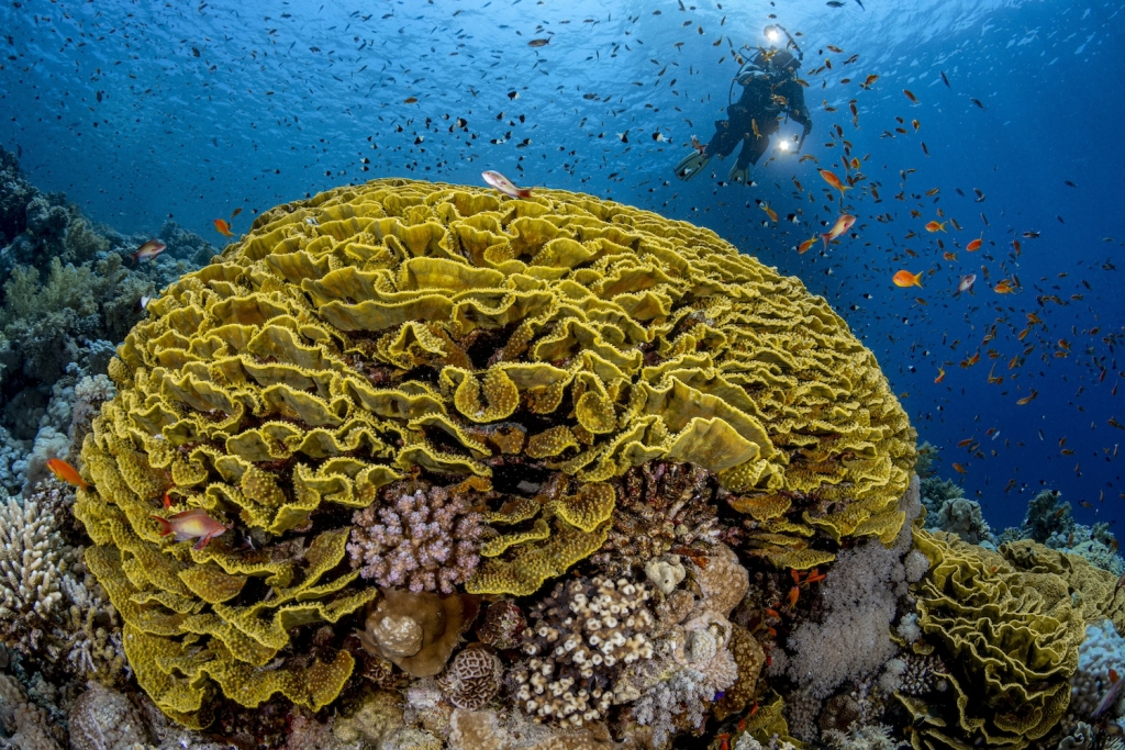 A lettuce coral is surrounded by fish in the Red Sea, off Egypt’s coast. Credit: Ocean Image Bank/Renata Romero