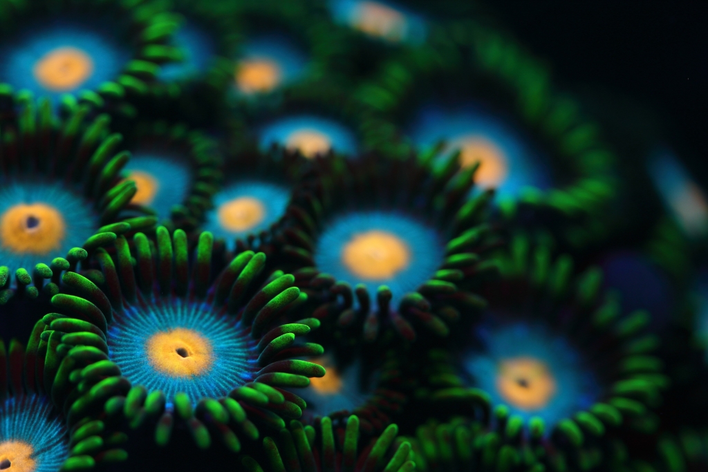 Corals, like this Zoanthus, get their colour from thousands of plant-like organisms that live inside them.