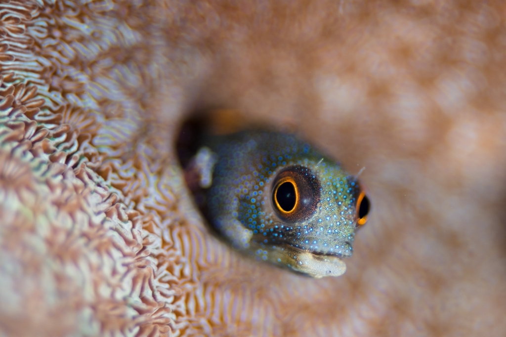 About one-quarter of marine animals depend on coral reefs, which have been called rainforests of the sea because of their abundance of life. Credit: Ocean Image Bank/Hannes Klosterman