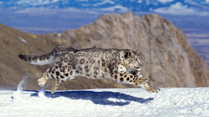 A snow leopard bounds through the mountains