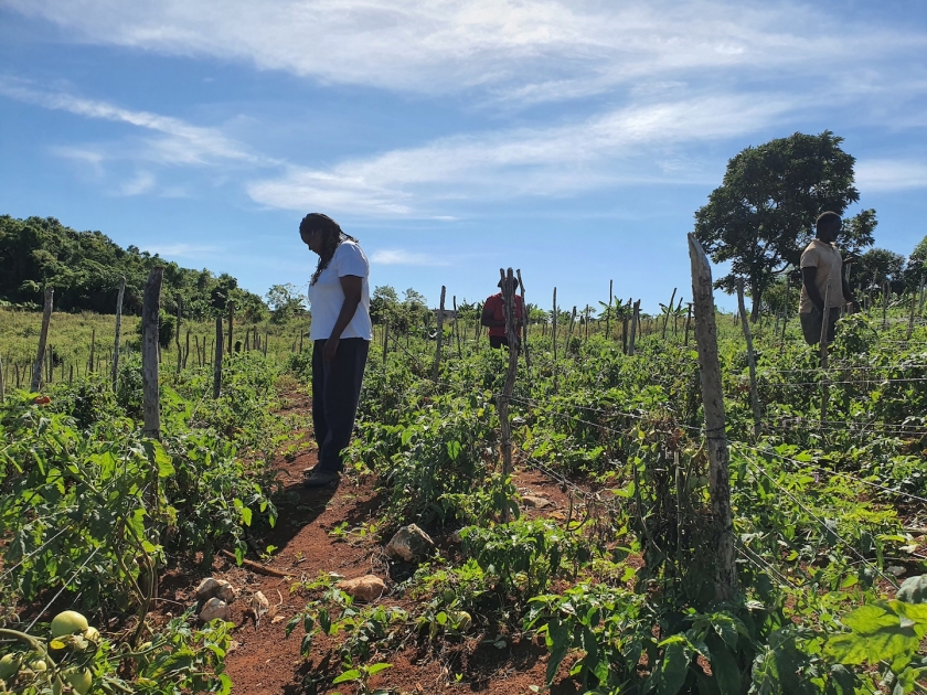 A woman standing in a field of tomatoes