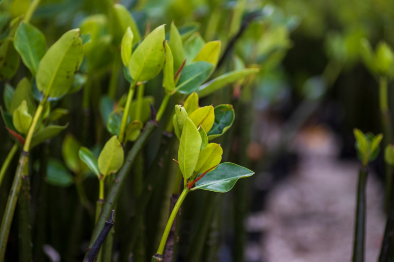 Mangrove seedlings are seen at a nursery in Kenya 