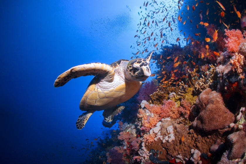 A turtle swims past a coral reef  