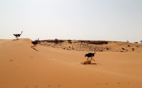 Common ostrich (Struthio camelus) in Uruq Bani Ma’arid Protected Area, southern Saudi Arabia. Photo: Kingdom of Saudi Arabia