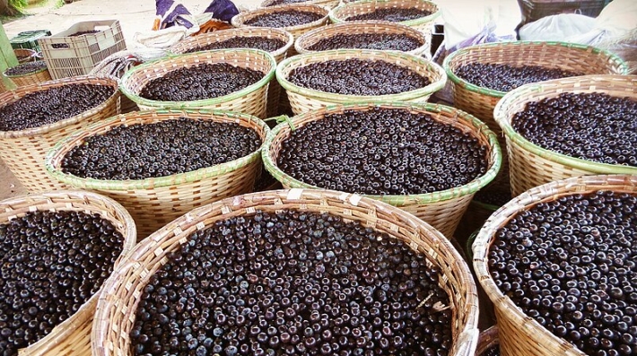 Paineiros de açaí