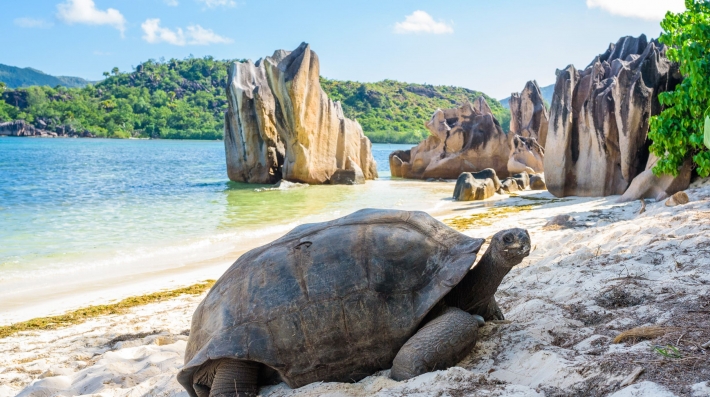 Praslin turtle