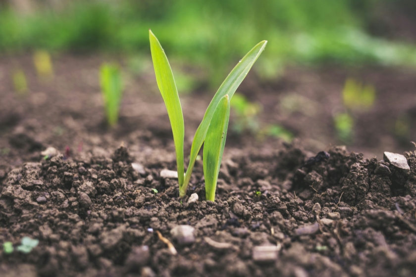 A plant in soil