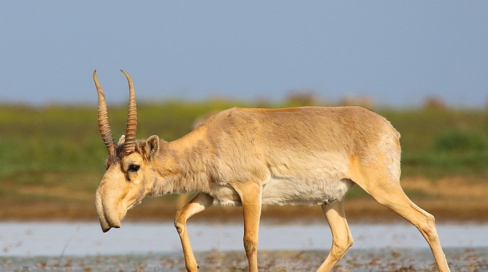 Saiga antelope