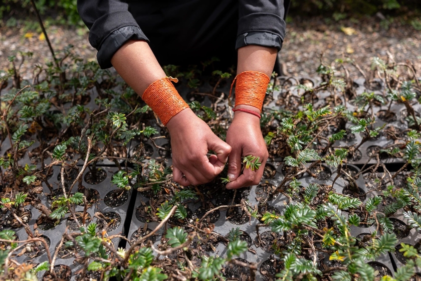 A pair of hands cradle a seedling.